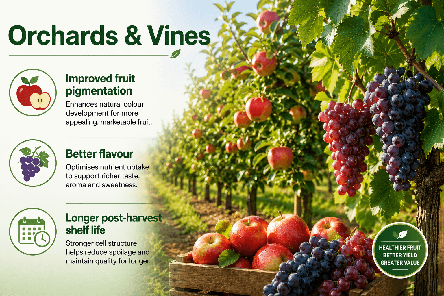 Orchards and vines infographic: an apple orchard and grape vines beside a crate of harvested fruit, with panels for improved fruit pigmentation, better flavour and longer post-harvest shelf life